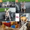Load image into Gallery viewer, Winter Warm Pet Dog Apparel Jacket